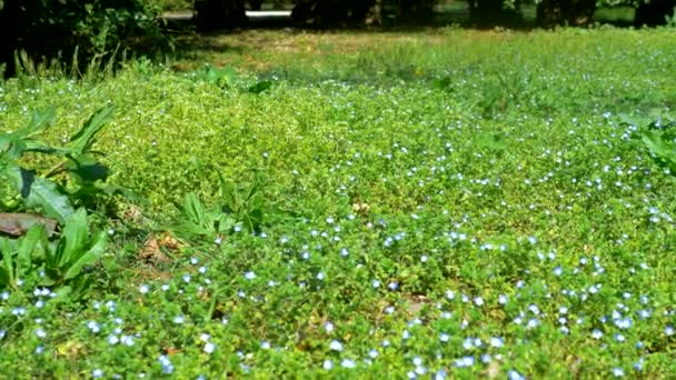 Маленькие голубые цветы на лугу. Вероника филиформная — стоковое видео