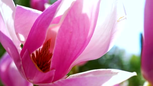 Super close-up van een roze Magnolia bloem. de meeldraden en de stamper. — Stockvideo