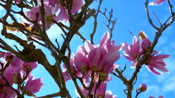 Ramas magnolia con grandes flores de color rosa contra un cielo azul — Vídeos de Stock