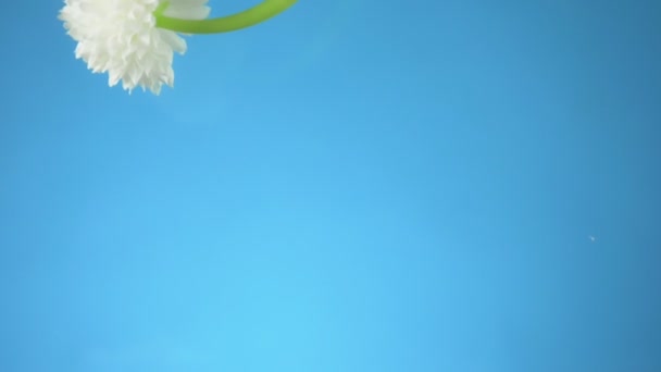 Flor branco Aster sob a água no fundo azul. espaço de cópia — Vídeo de Stock
