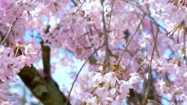 Ağaçların ve mavi gökyüzünün genç yapraklarından oluşan arka planda sakura çiçekleri