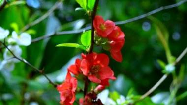 Güzel kırmızı ve beyaz Japon ayva çiçekleri gökyüzüne karşı bahçede