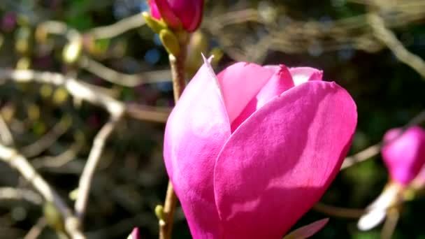 Super detailní záběr růžové květy Magnolie. tyčinky a pistole. — Stock video