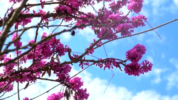 Cercis blommor och bin på en bakgrund av blå himmel med moln — Stockvideo