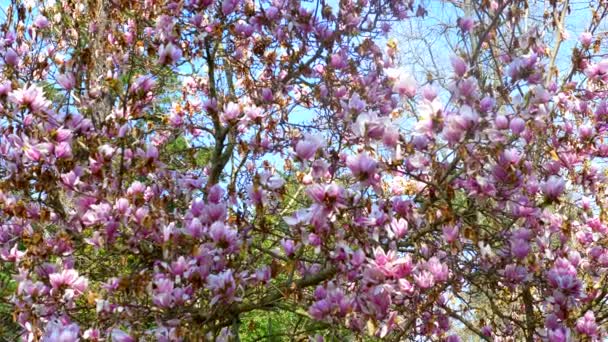 Frodigt blommande grenar av en rosa magnolia träd. kopieringsutrymme — Stockvideo