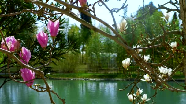 池塘边美丽的粉红色和白色的木兰花。自然背景. — 图库视频影像