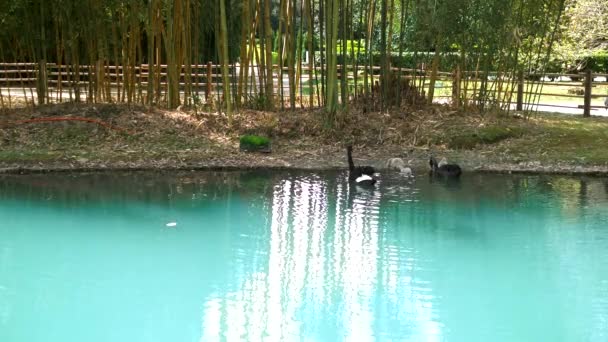 湖で泳いでいるチックと黒の白鳥。コピースペース — ストック動画