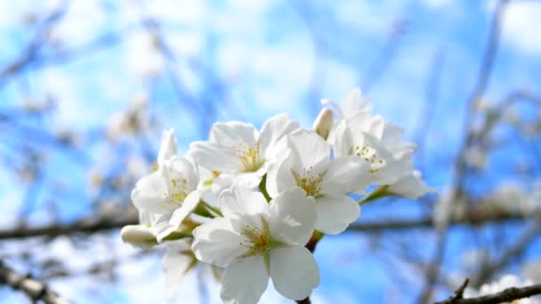 Kwitnące jabłonie. Białe kwiaty na tle błękitnego nieba. zbliżenie. — Wideo stockowe