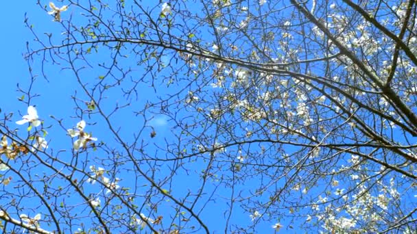 푸른 하늘 배경에 하얀 꽃이 피어 있는 마뇰 리아 나뭇가지 — 비디오