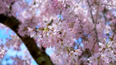 Ağaçların ve mavi gökyüzünün genç yapraklarından oluşan arka planda sakura çiçekleri