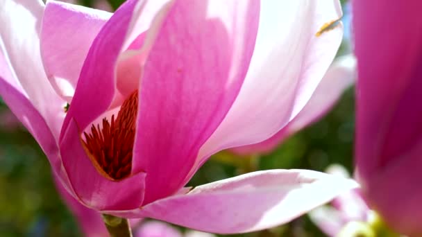 Super closeup of a pink Magnolia flower. the stamens and pistil. — Stock Video