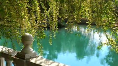 Suyun üzerinde söğüdün dalları. Sudaki yansıma..