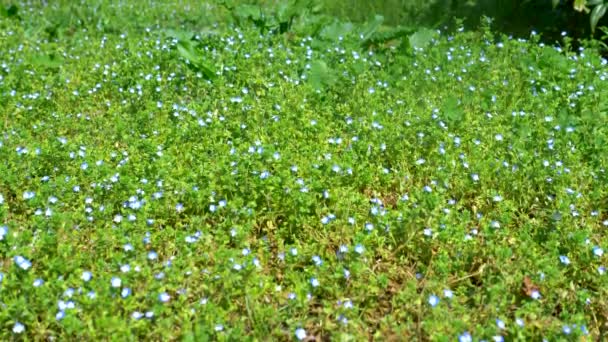 Pequenas flores azuis no prado. Veronica filiformis — Vídeo de Stock