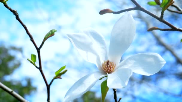 Hermosa flor blanca Magnolia contra un cielo azul. espacio de copia — Vídeos de Stock