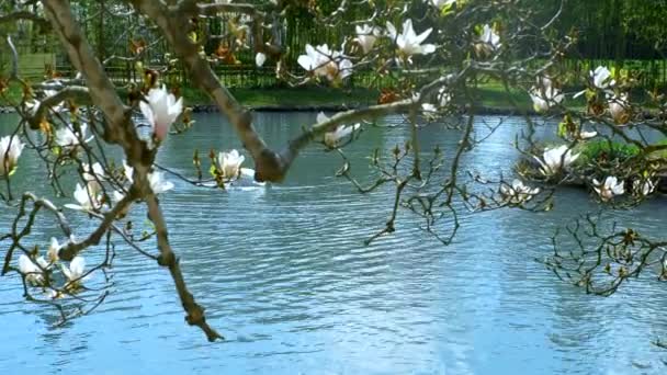 Magnolia květiny na pozadí rybníka s bílými labutěmi. — Stock video