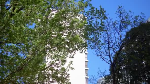 Πράσινα φύλλα δέντρων στο φόντο του σύγχρονου κτιρίου και του γαλάζιου ουρανού — Αρχείο Βίντεο
