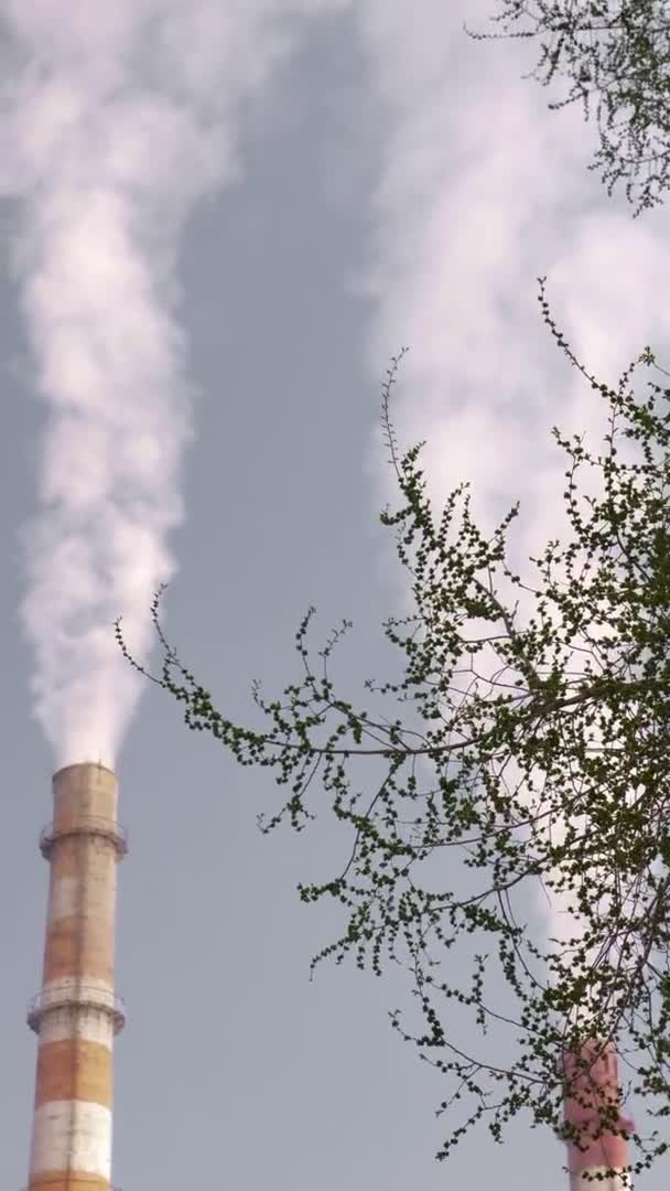 Vertikálně. kouřící komíny a stromy se zeleným listím. kopírovat prostor — Stock video