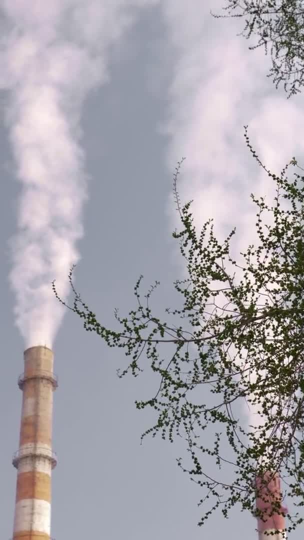 Verticalmente. chimeneas humeantes y árboles con follaje verde. espacio de copia — Vídeos de Stock