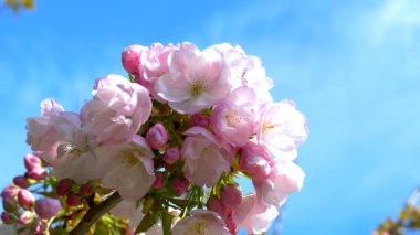 Yakın plan. Mavi arka planda pembe sakura çiçekleri ve arılar