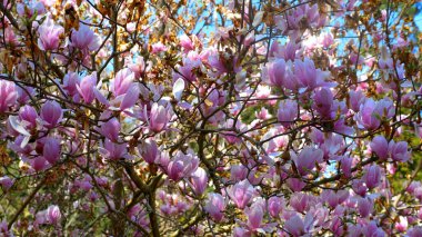 Pembe bir manolya ağacının sulu dalları. Boşluğu kopyala