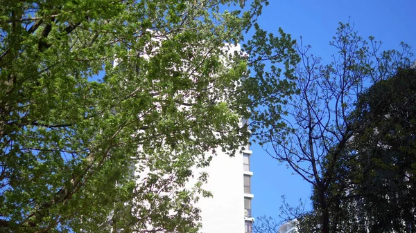 As folhas verdes de árvores contra o pano de fundo do edifício moderno e céu azul — Fotografia de Stock