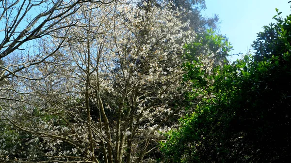 Árvore de floração Magnolia branco no parque entre as árvores — Fotografia de Stock