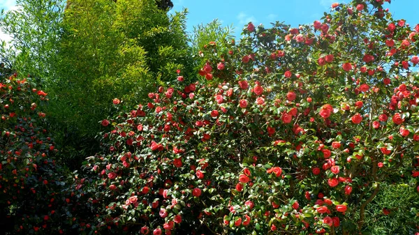 Vår. det röda Camellia trädet med blommor på en bakgrund av träd och himmel — Stockfoto