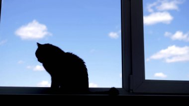 Silüet. Mavi gökyüzünün arka planında, pencere kenarında oturan kara kedi.