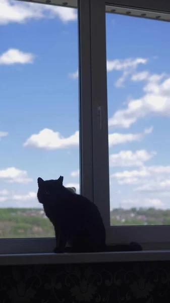 Verticalmente. silueta. gato se sienta en un alféizar de ventana contra el cielo — Foto de Stock