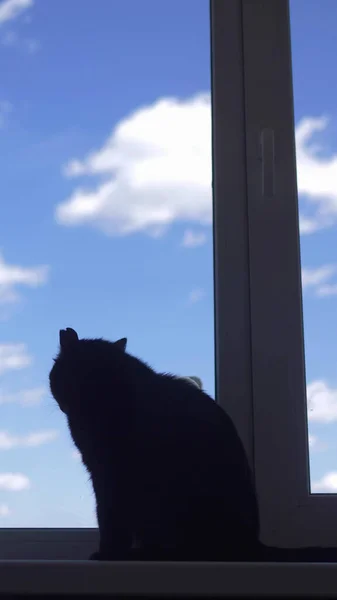 Vertikal. Silhouette. Katze sitzt auf Fensterbank gegen den Himmel — Stockfoto