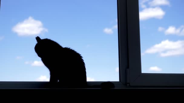 Silueta. gato negro sentado en el alféizar de la ventana en el fondo del cielo azul — Vídeo de stock