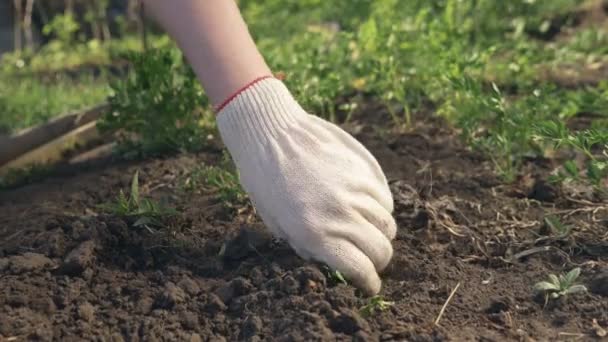 Nahaufnahme. Lockerung des Bodens im Garten an einem klaren Frühlingstag. — Stockvideo