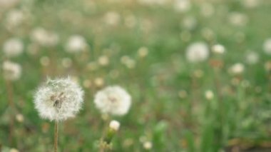 Yakın plan. Beyaz tüylü karahindibalar sahada. Boşluğu kopyala