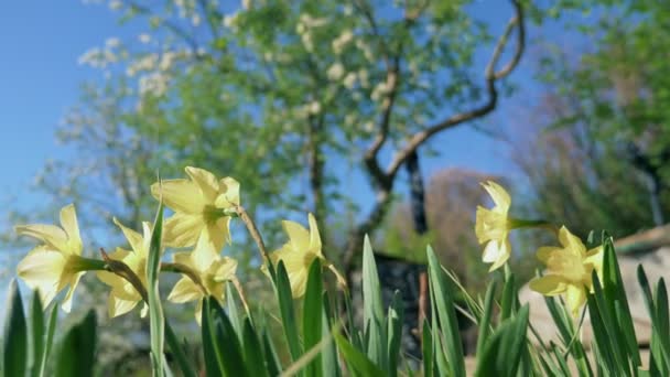 Fleurs douces jonquille jaune dans le parc par une journée ensoleillée claire. — Video