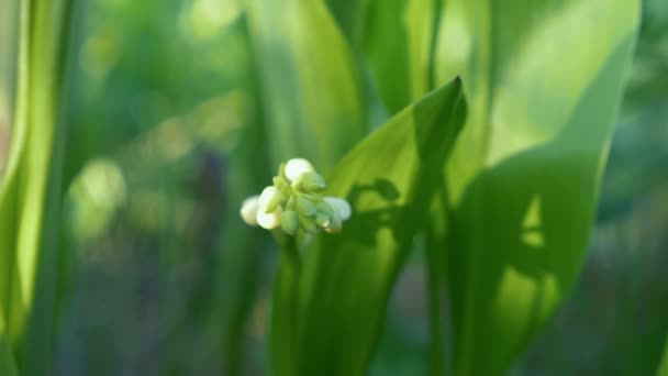 Κοντινό πλάνο. λευκά μπουμπούκια του Lily of the Valley σε φόντο πλούσιο πράσινο φύλλωμα — Αρχείο Βίντεο