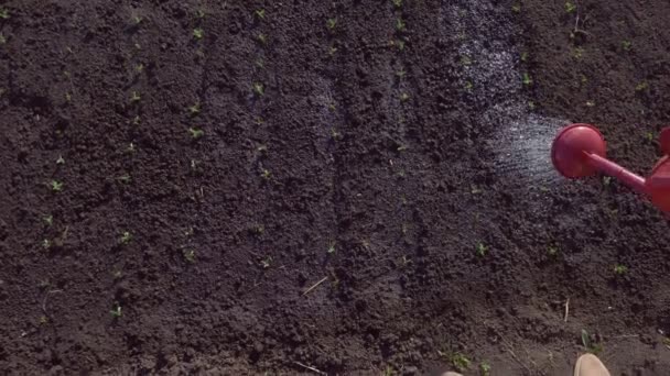 Primo piano. innaffiando da un annaffiatoio nel terreno di giardino con germogli di pisello — Video Stock