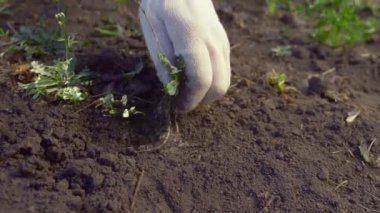 Yakın plan. Bahçedeki yabani otlar. Tırmıkla eldivenli eller.
