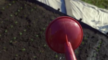 Yakın plan. Bahçe toprağındaki bir su bidonundan bezelye filizleriyle su içmek.