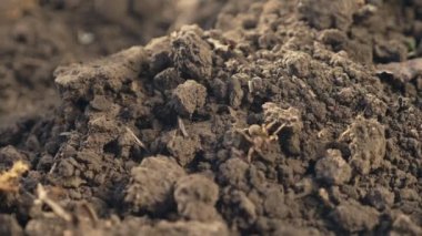 Yakın plan. Kahverengi toprak örümceği yeni kazılmış toprağın arka planında