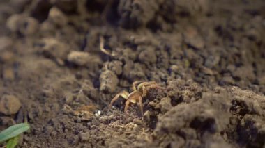 Yakın plan. Kahverengi toprak örümceği yeni kazılmış toprağın arka planında