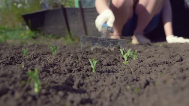 Nahaufnahme. Lockerung des Bodens im Garten an einem klaren Frühlingstag. — Stockvideo