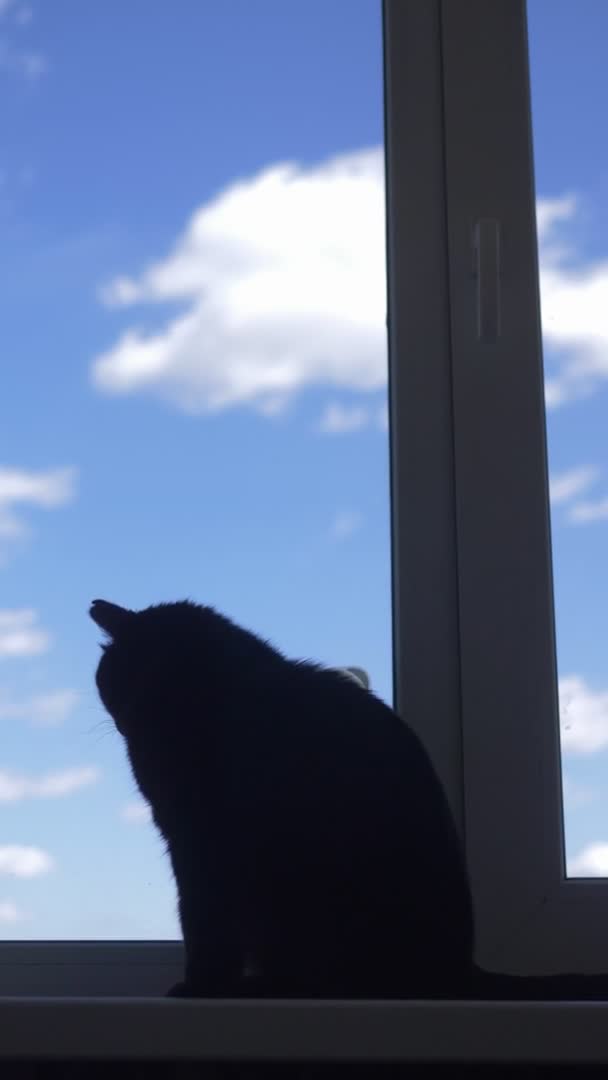 Dikey olarak. Silüet. Kedi gökyüzüne karşı bir pencere pervazında oturur. — Stok video