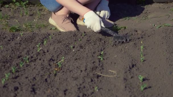 Yakın plan. Açık bir bahar gününde bahçedeki toprağı gevşetmek.. — Stok video