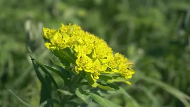 Closeup. yellow flowers Euphorbia arable in the field — Stock Video