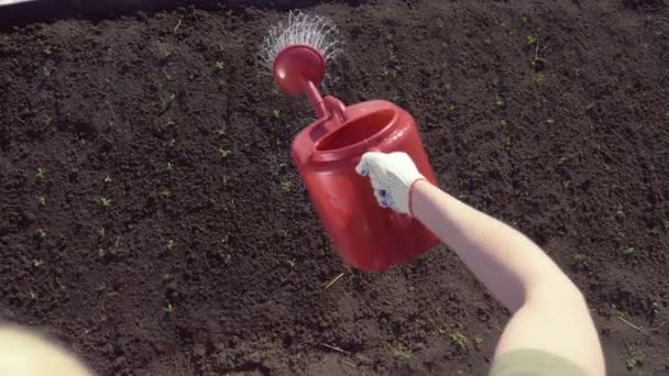 Closeup. Air dari kaleng berair di tanah kebun dengan tunas kacang polong — Stok Video