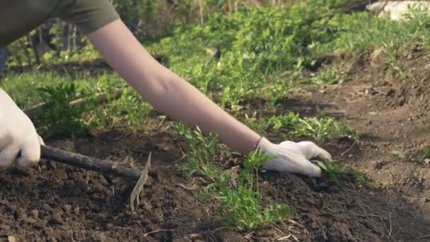 Een close-up. het losmaken van de grond in de tuin op een heldere lentedag. — Stockvideo