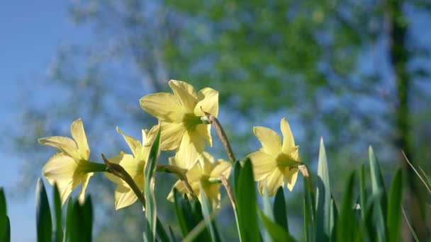Zachte bloemen gele narcis in het park op een heldere zonnige dag. — Stockvideo