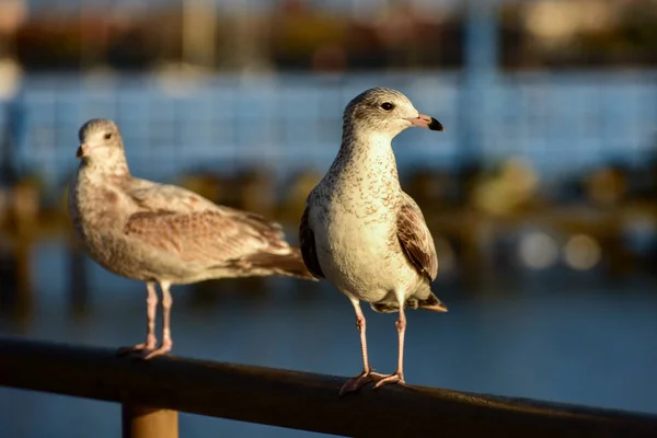 Gaivota em um cais — Fotografia de Stock