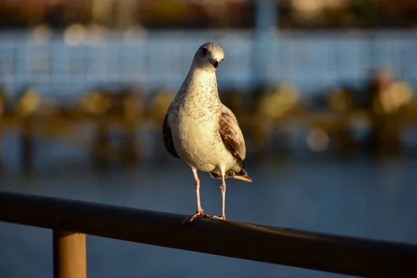 Gaivota em um cais — Fotografia de Stock