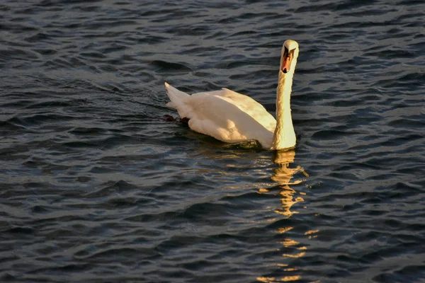 Cygne dans l'eau — Photo